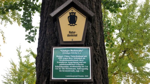 Die Gingko-Bäume auf der Bachstraße stehen unter Naturschutz.