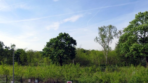 Derzeit trifft schon fast die Bezeichnung Wald auf das Gelände zu.