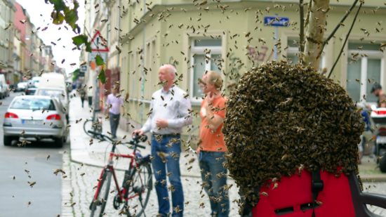 Bienenschwarm an der Talstraße