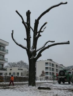 Im ersten Schritt wurden die kleinen Zweige und Ästchen entfernt.