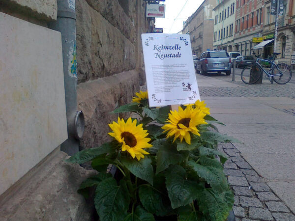 Sonnenblume auf der Görlitzer Straße