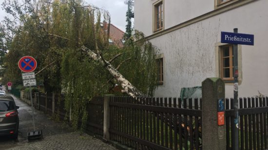 Umgestürzte Birke auf der Hohnsteiner Straße - Foto: Klaus Heidemann