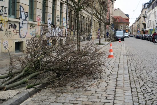 Drei Bäume an der Sebnitzer wurden gefällt.