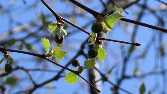 Wenn sie groß sind, sehen sie aus wie Ahornblätter, aber die Frucht ist anders.