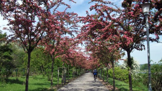 Blütenpracht am Rosengarten - Foto: Umweltamt