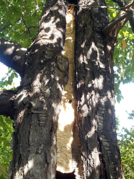 Hornissennest in einem hohlen Baumstamm - Foto: Umweltamt