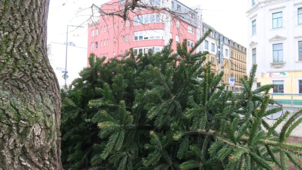 Weihnachtsbaum entsorgen - aber bitte nur abgeschmückt.
