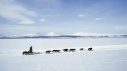 Schlittenhunderennen von Esso in Kamtschatka nach Markowo in Tschukotka im fernen Osten Russlands: Leon Omytgewau bei Ossora auf der 11. Etappe von Kararaga nach Timlat (58 km) 21. März 1992 - Foto: Jan Oelker