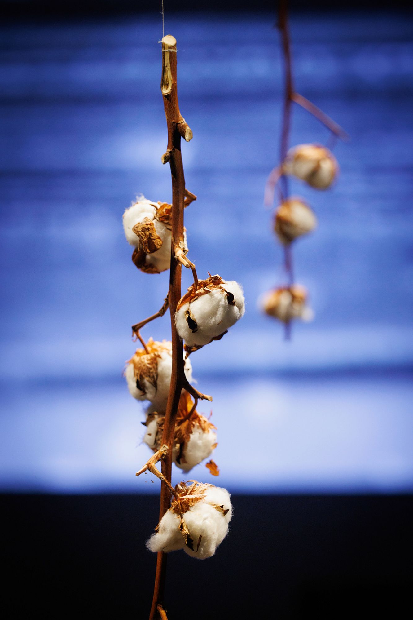 Exponat "Baumwolle" in der Ausstellung "Ode an das Handwerk" im Japanischen Palais - Foto: Oliver Killig