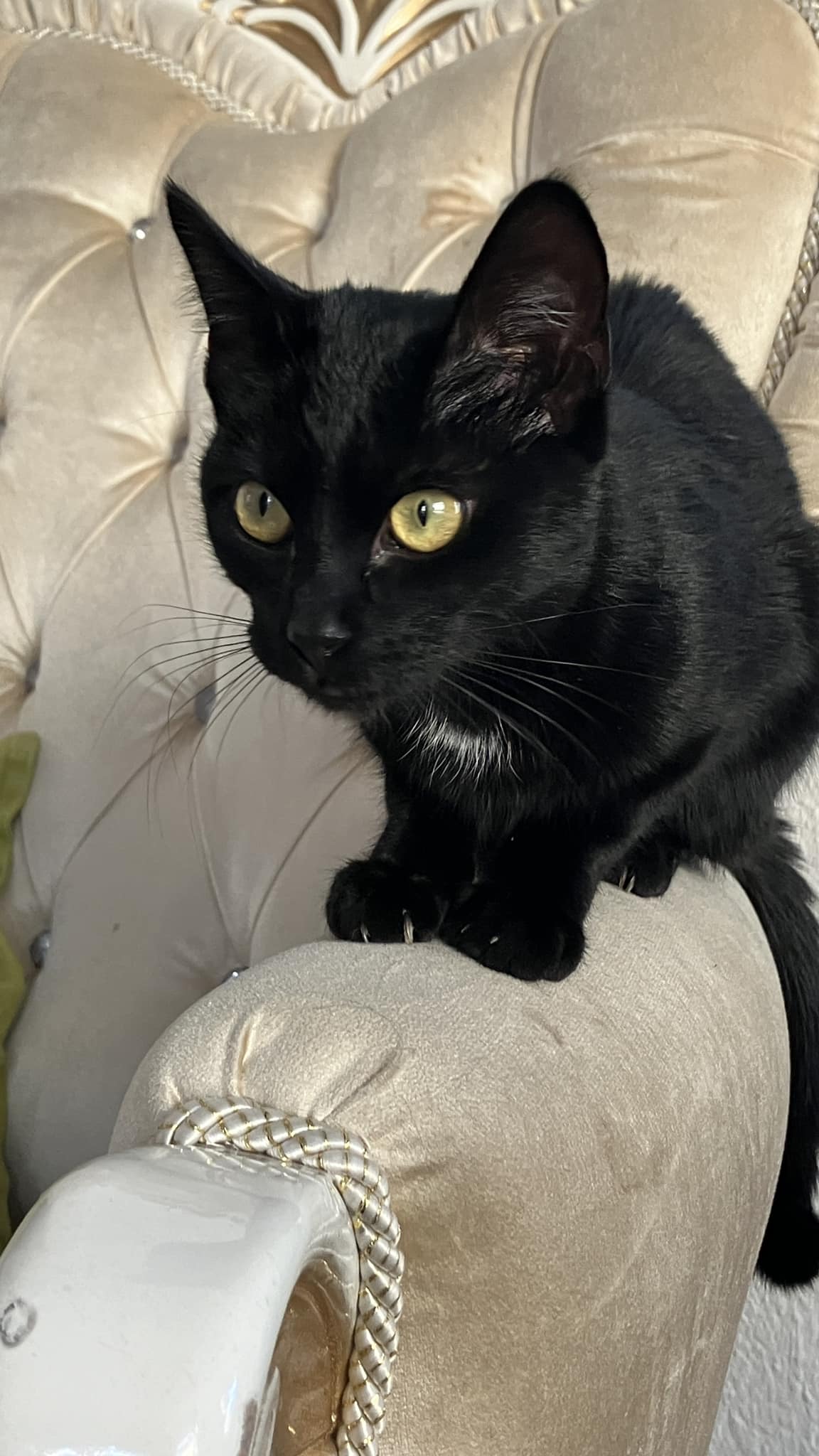 schwarze Katze, Foto: Katja