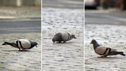 Taube auf der Kreuzung Görlitzer/ Louisenstraße - Foto: Anton Launer