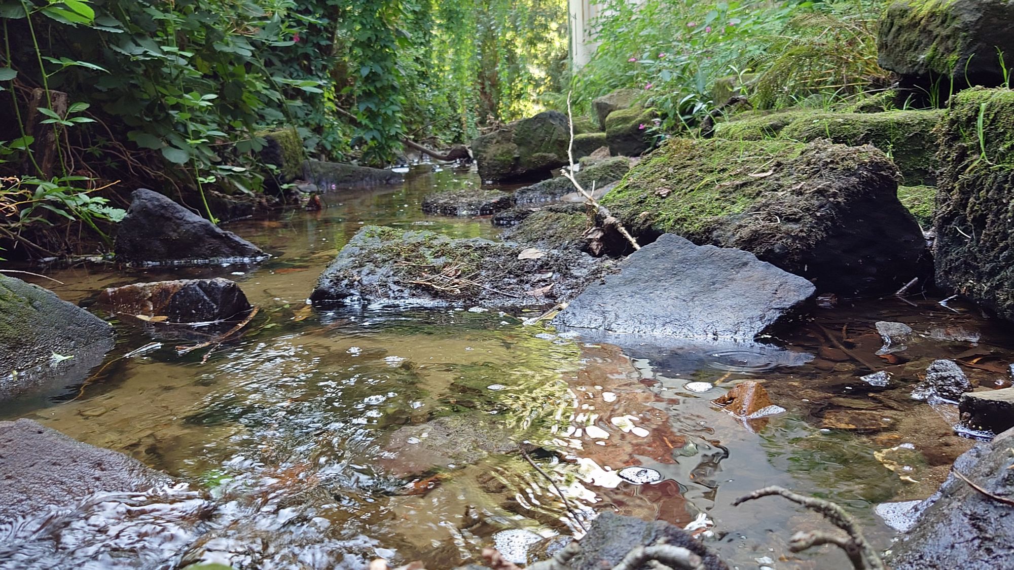 Noch ist die Prießnitz nicht ausgetrocknet. Aber der Wasserstand ist sehr niedrig. Foto: Anton Launer